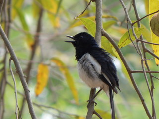 An Indian bird in the  tree.