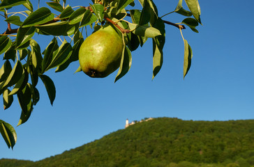 Green bio pear (Pyrus) on a branch, the Teck Castle on a hill with green trees. Germany, Swabian Alb.