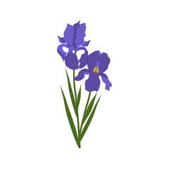 Vector illustration of iris flowers on a white isolated background.