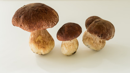 Three fresh wild mushrooms on white table with copy space