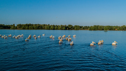 A flock of white pelicans on lake beleu, moldova