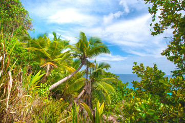 Fototapeta na wymiar Beautiful scenery view of the Indian Ocean through the tropical vegetation