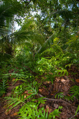 Tropical Jungle view with lush vegetation in Seychelles
