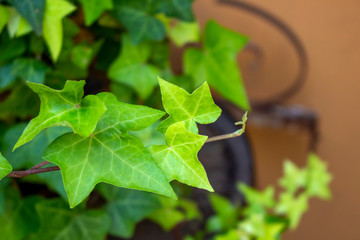  New green ivy leaf close up photo
