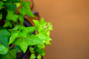  New green ivy leaf close up photo