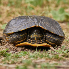 wildlife photo of a European pond turtle (Emys orbicularis)