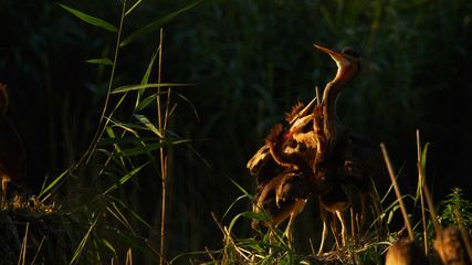 wildlife photo of Purple Herons (Ardea purpurea) - adult feeding young