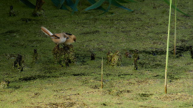 wildlife photo of  two Bearded Parrotbill (Panurus biarmicus)