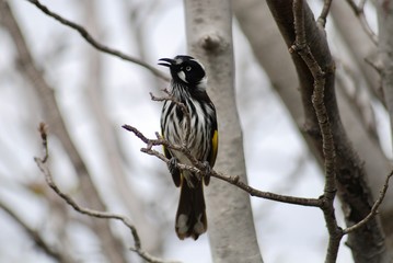 honeyeater