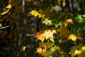 日が当たる黄葉したカエデの葉
