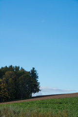 秋の林と畑と青空
