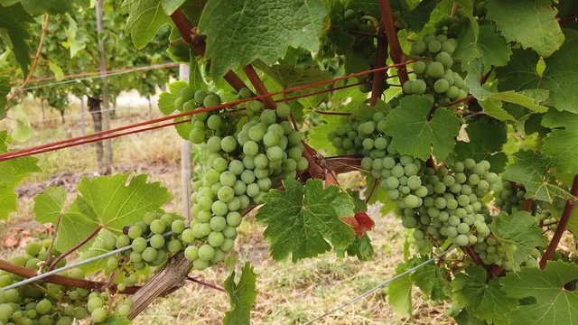 raisins vigne culture vin Moselle vallée