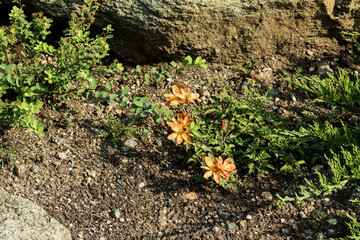 Beautiful orange flowers among the green spaces.