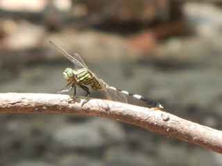 A beautiful Indian Grasshopper.