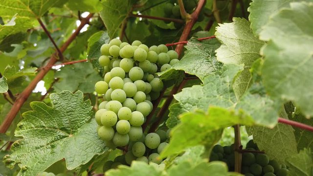raisins vin vigne vignoble