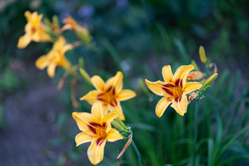 Fototapeta na wymiar Yellow flower in the garden. Bokeh.