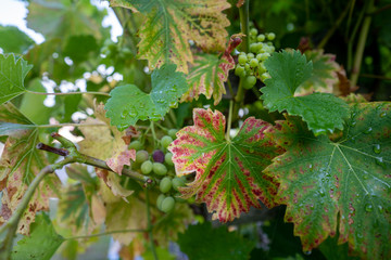 Rietheim Weilheim im Sommer