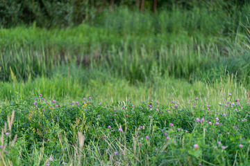 Wild cleaver flowers with grass and forest