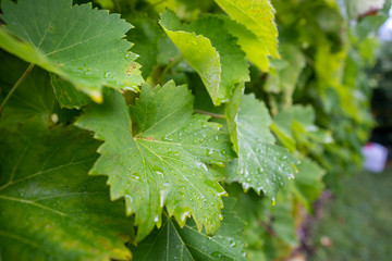 Rietheim Weilheim im Sommer