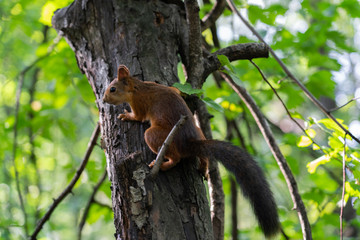 Squirrel saw something in the side and froze.