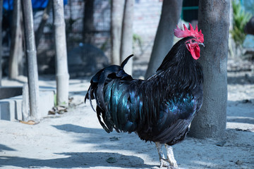 rooster in the farm © Anindya