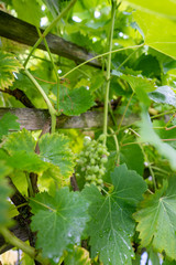 Rietheim Weilheim im Sommer