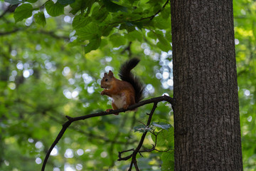 Squirrel sits on a branch and eats a nut.