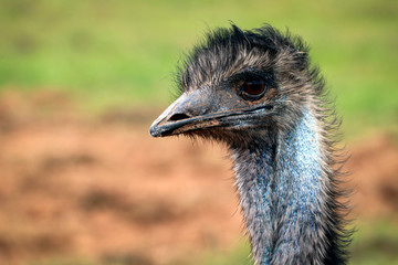 Closeup photograph of an ostrich