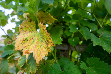 Rietheim Weilheim im Sommer