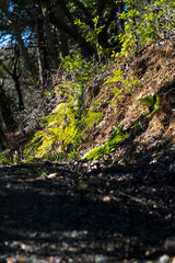 シダ類と木漏れ日