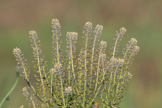 Field pepperwort (lepiduim campestre)