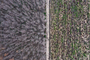 Waldbrandgebiet in Brandenburg