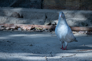 pigeons on the street