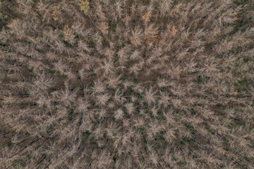 Waldbrandgebiet in Brandenburg