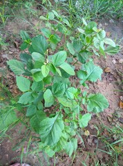 green plants in the garden