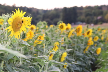 field of sunflowers