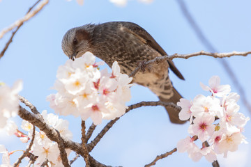 Spring in Japan!
