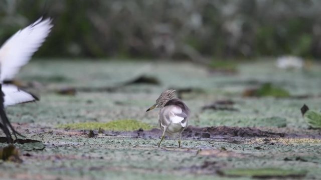 Bird behavior scene highlighting conflict between pheasant tailed jacana and pond heron in marshland habitat