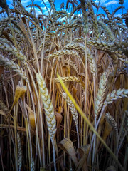 Endless field of ripe golden wheat with ripe ears against the blue sky.