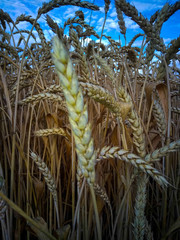 Endless field of ripe golden wheat with ripe ears against the blue sky.