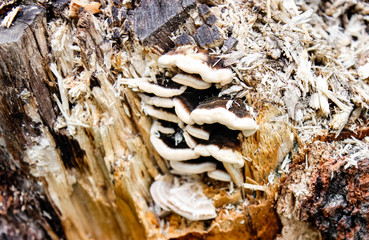 Poisonous mushrooms growing on a half-rotted stump.