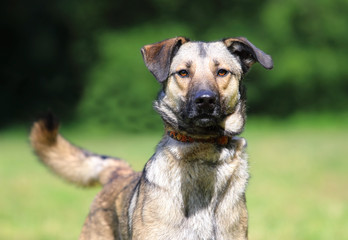 Outbreed dog in a collar walks in a city park