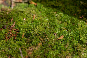 苔の絨毯