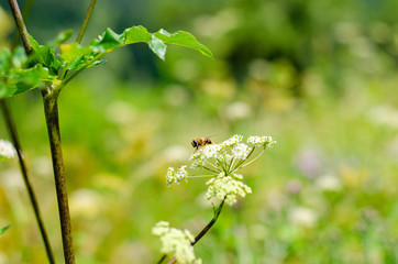 dragonfly on a green leaf