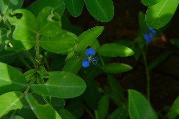 blue flower with green leaves hd background .