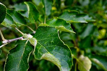 green leaf with dew drops