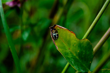 Bug with white spots standing on leaf