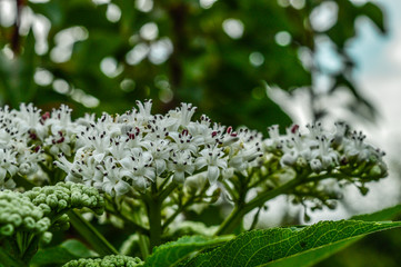close up of a white flower