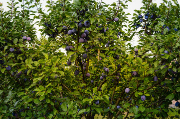 Fototapeta na wymiar Organic plums in summer