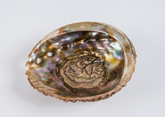Beautiful sea shell with mother of pearl on a white background.